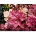 HEUCHERA Georgia Peach