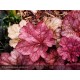 HEUCHERA Georgia Peach