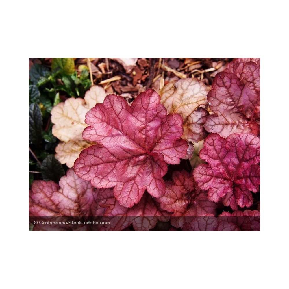 HEUCHERA Georgia Peach