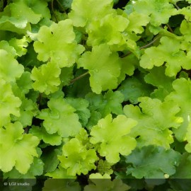 HEUCHERA Guacamole