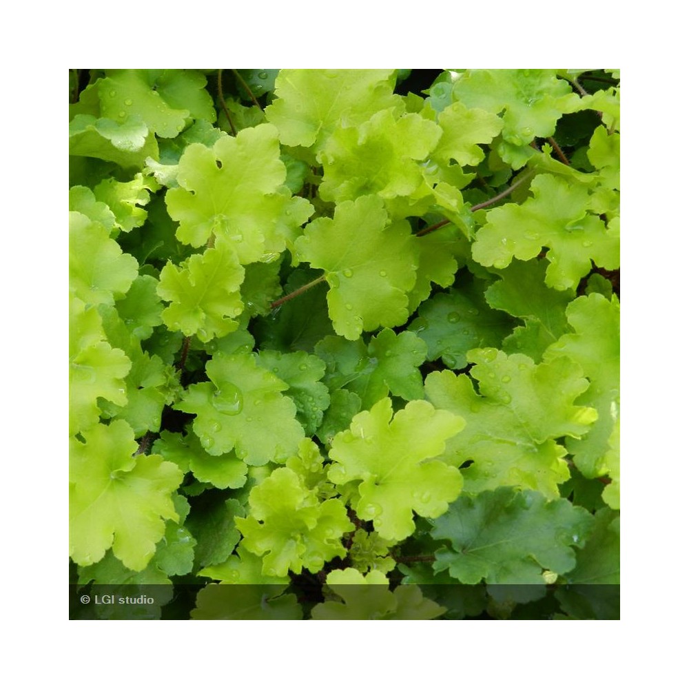 HEUCHERA Guacamole