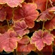 HEUCHERA Tiramisu