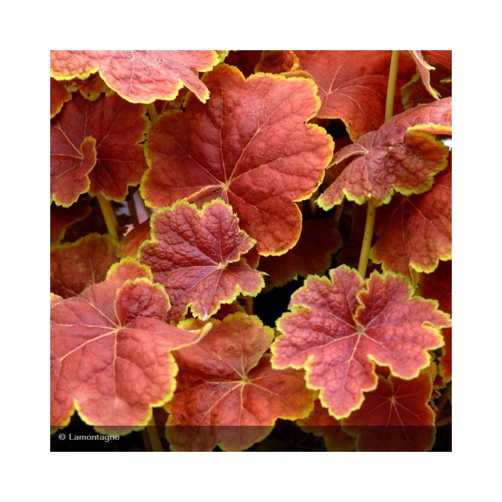 HEUCHERA Tiramisu