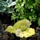 HEUCHERA Tiramisu