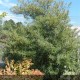 HIPPOPHAE rhamnoides