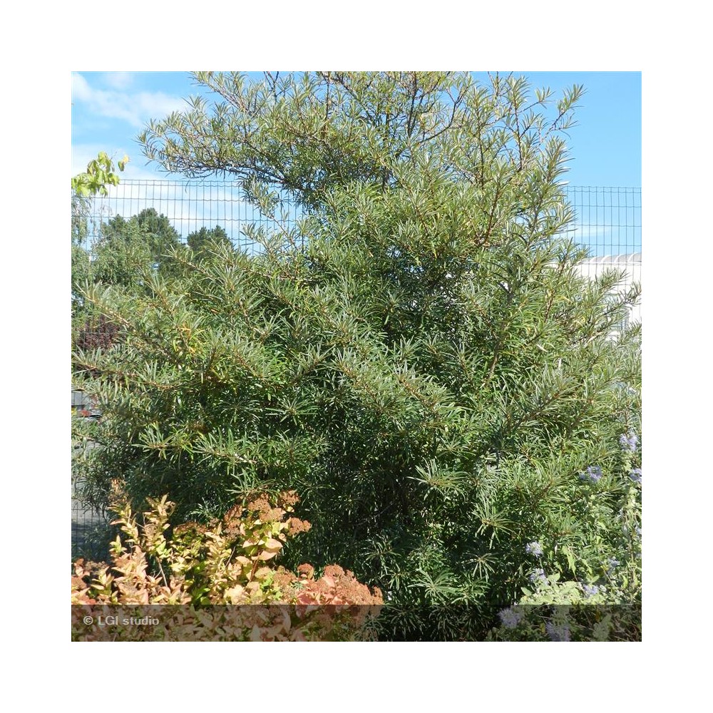 HIPPOPHAE rhamnoides
