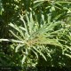 HIPPOPHAE rhamnoides