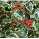 ILEX aquifloium Madame Briot