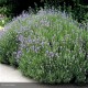 LAVANDULA angustifolia Hidcote Blue