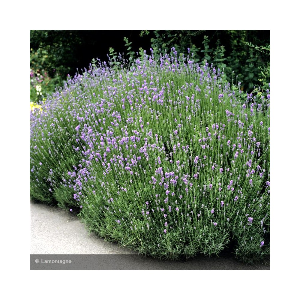 LAVANDULA angustifolia Hidcote Blue