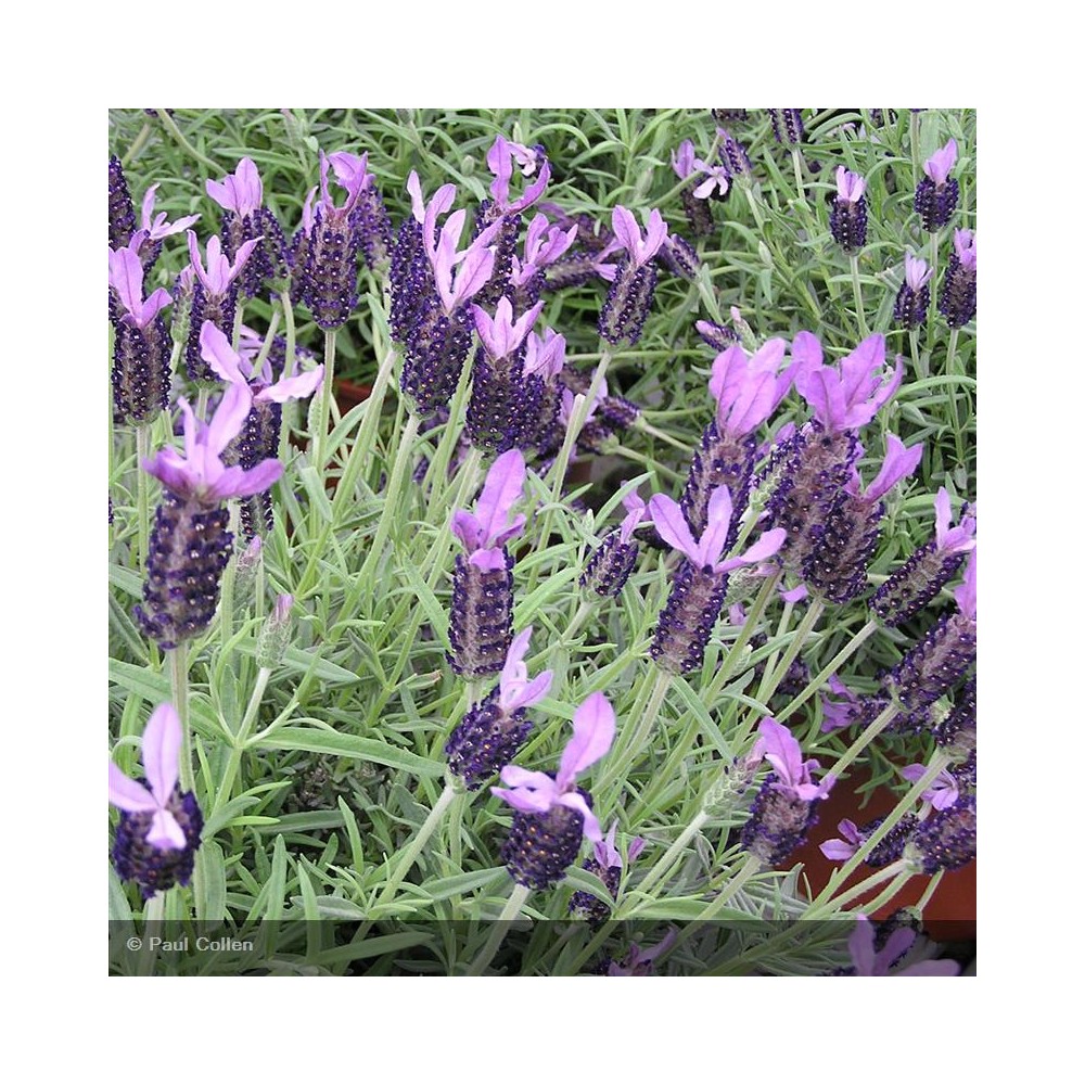 LAVANDULA stoechas Regal Splendor®