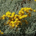 SANTOLINA chamaecyparissus