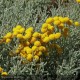 SANTOLINA chamaecyparissus
