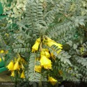 SOPHORA microphylla Sunking®