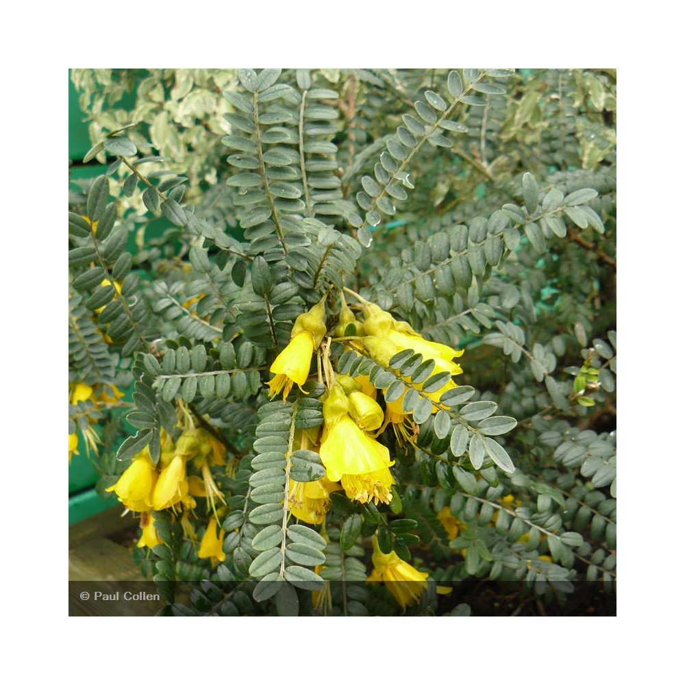 SOPHORA microphylla Sunking®