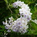 SOLANUM jasminoides