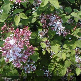 SYRINGA microphylla San Jose