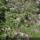 SYRINGA microphylla San Jose
