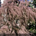 TAMARIX africana