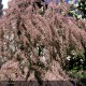 TAMARIX africana