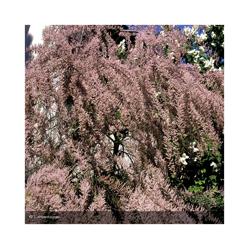 TAMARIX africana