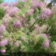 TAMARIX ramosissima Pink Cascade