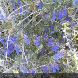 TEUCRIUM fruticans Azureum