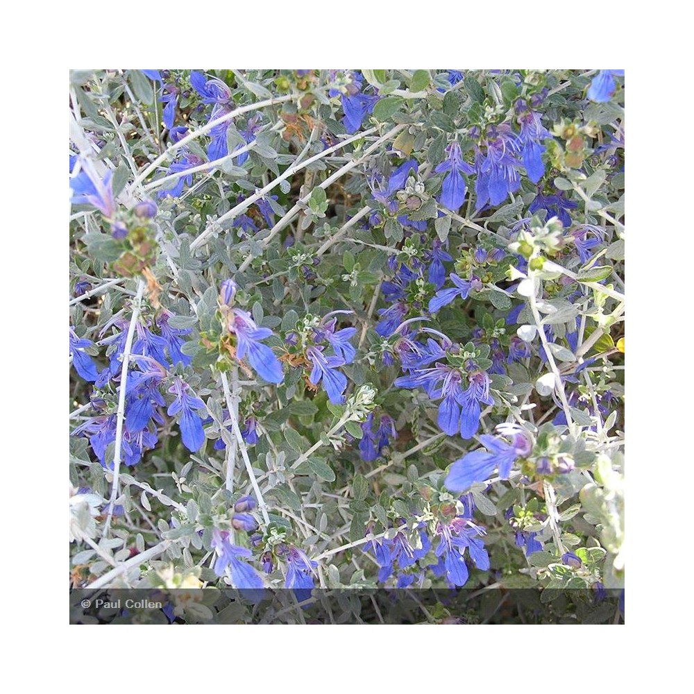 TEUCRIUM fruticans Azureum