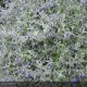 TEUCRIUM fruticans Azureum