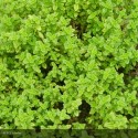 THYMUS citriodorus Aureus