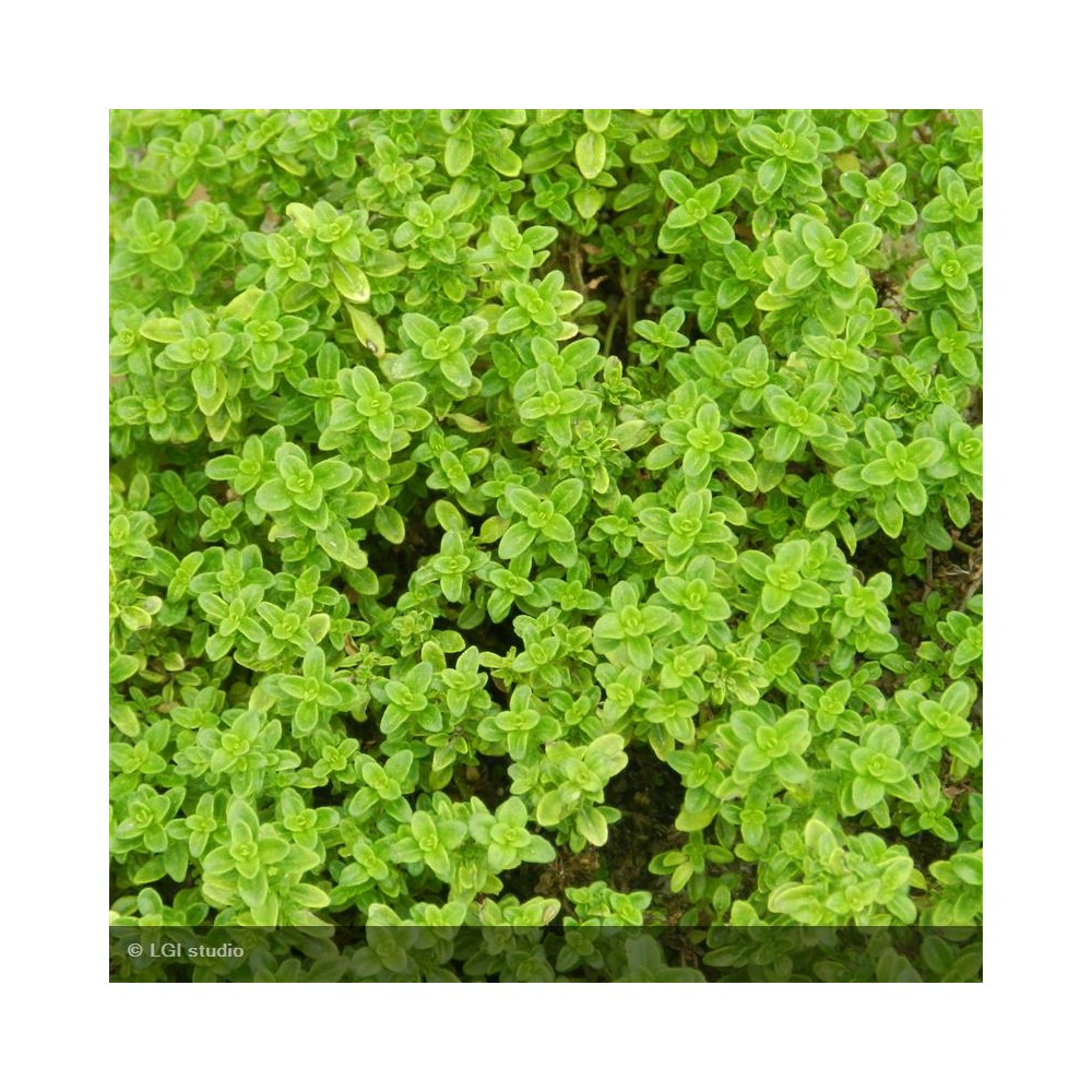 THYMUS citriodorus Aureus