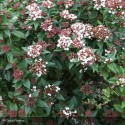 VIBURNUM tinus Spirit®