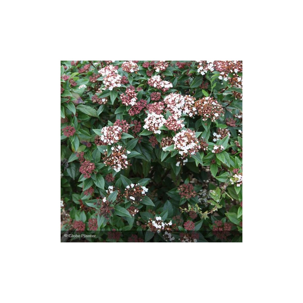 VIBURNUM tinus Spirit®