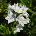 SOLANUM jasminoides Album