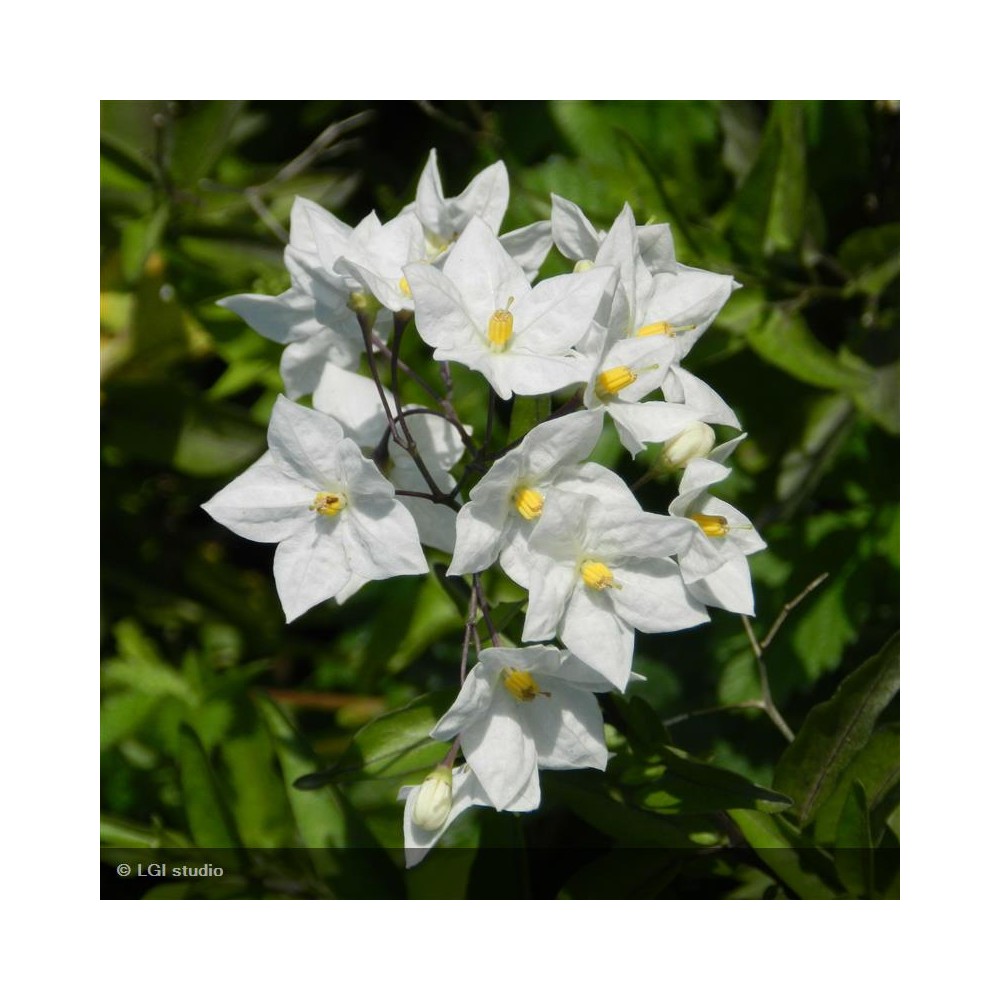 SOLANUM jasminoides Album