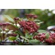 VIBURNUM tinus Spirit®