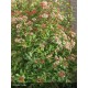 VIBURNUM tinus Spirit®