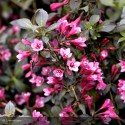 WEIGELA florida Minor Black®