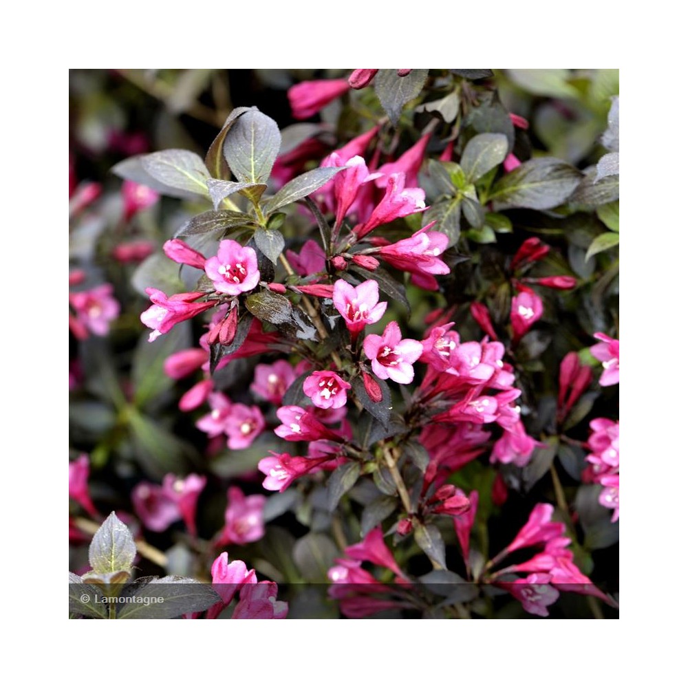 WEIGELA florida Minor Black®