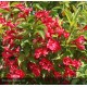 WEIGELA x Red Prince