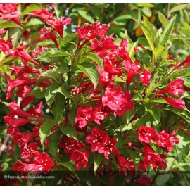 WEIGELA x Red Prince