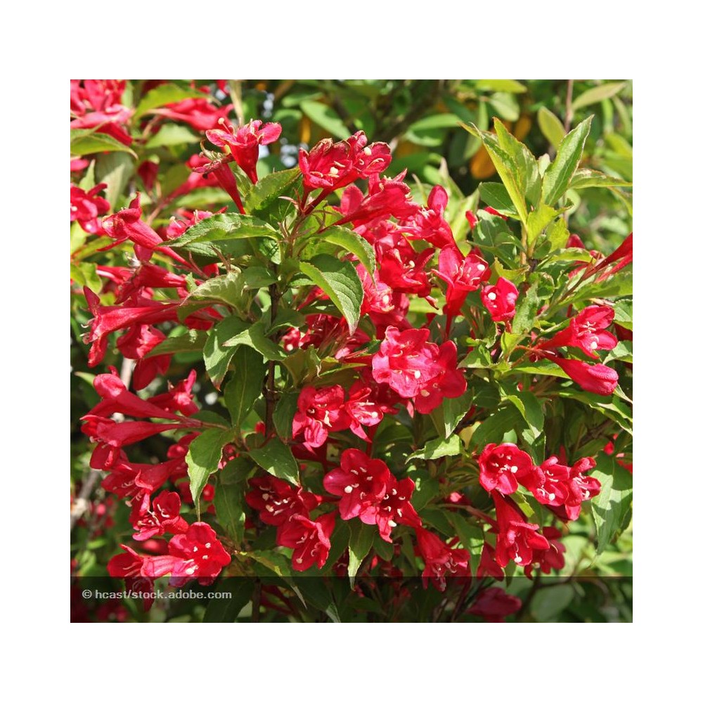 WEIGELA x Red Prince