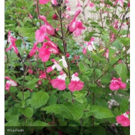 SALVIA microphylla Pink lips