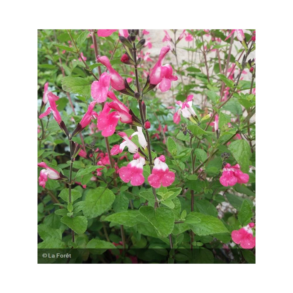 SALVIA microphylla Pink lips