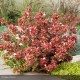 ABELIA grandiflora Mystic day dream®