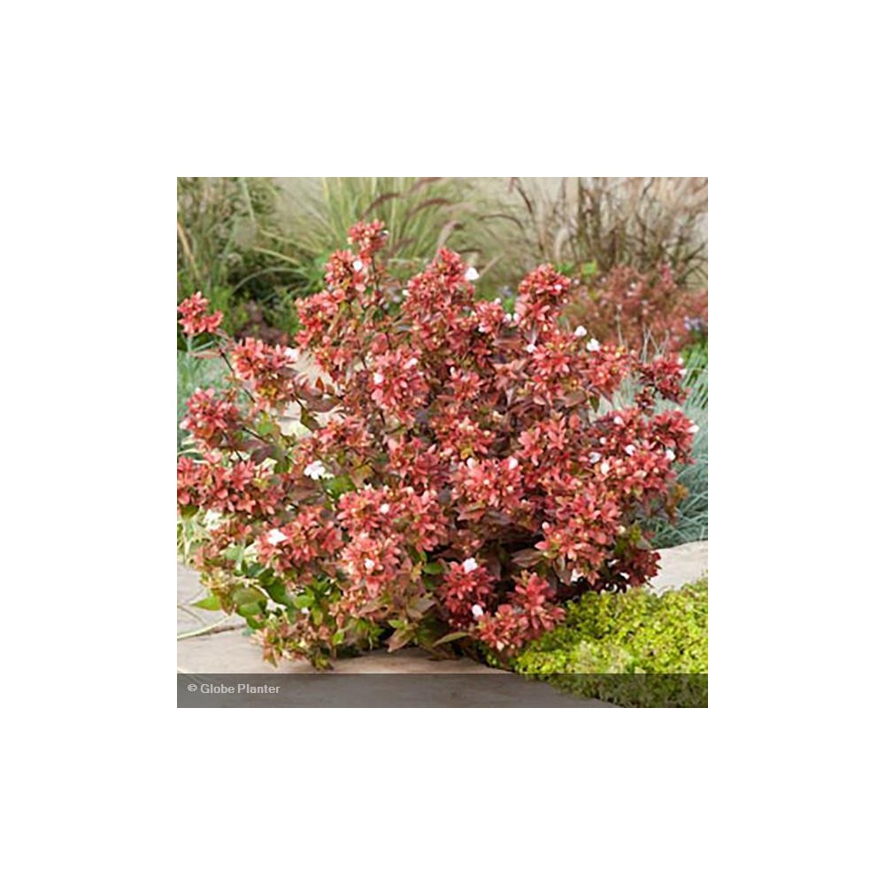 ABELIA grandiflora Mystic day dream®