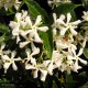 TRACHELOSPERMUM jasminoides