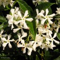 TRACHELOSPERMUM jasminoides
