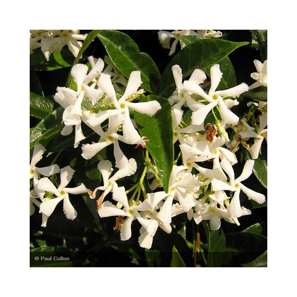 TRACHELOSPERMUM jasminoides