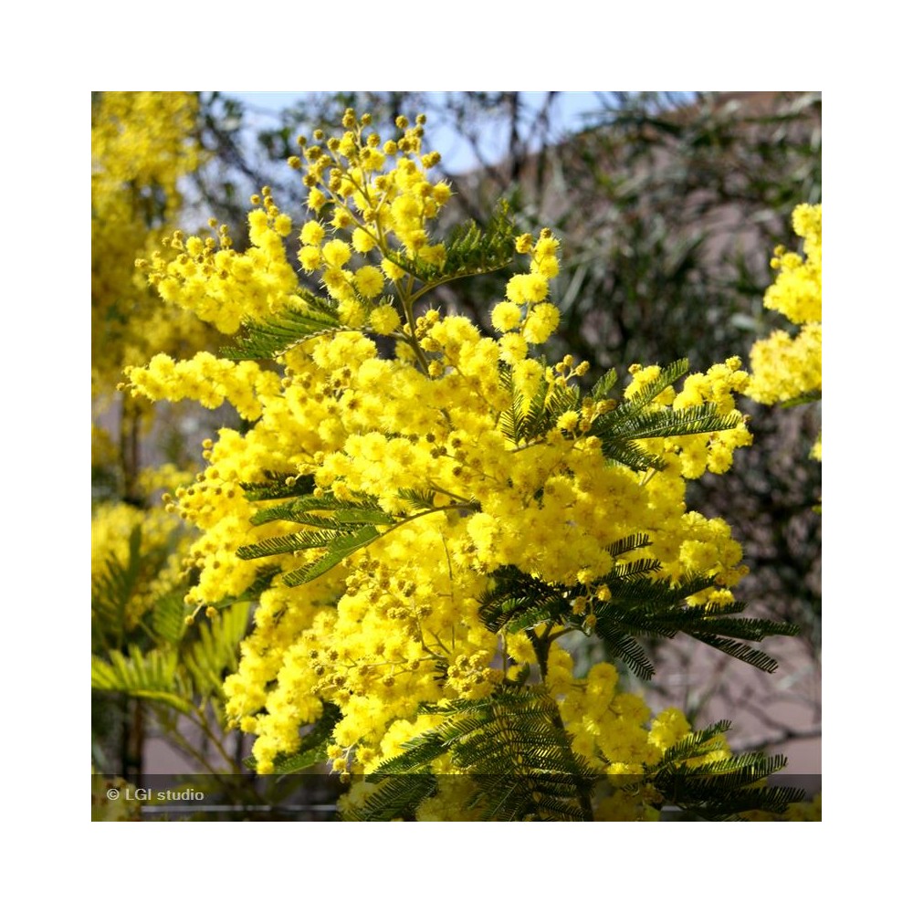 Acacia Dealbata Fiche Technique